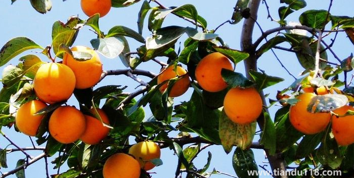 湖南邵陽這四種特產(chǎn)，遠(yuǎn)近聞名，看看你吃過哪幾種？
